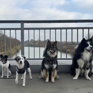 Bürohunde